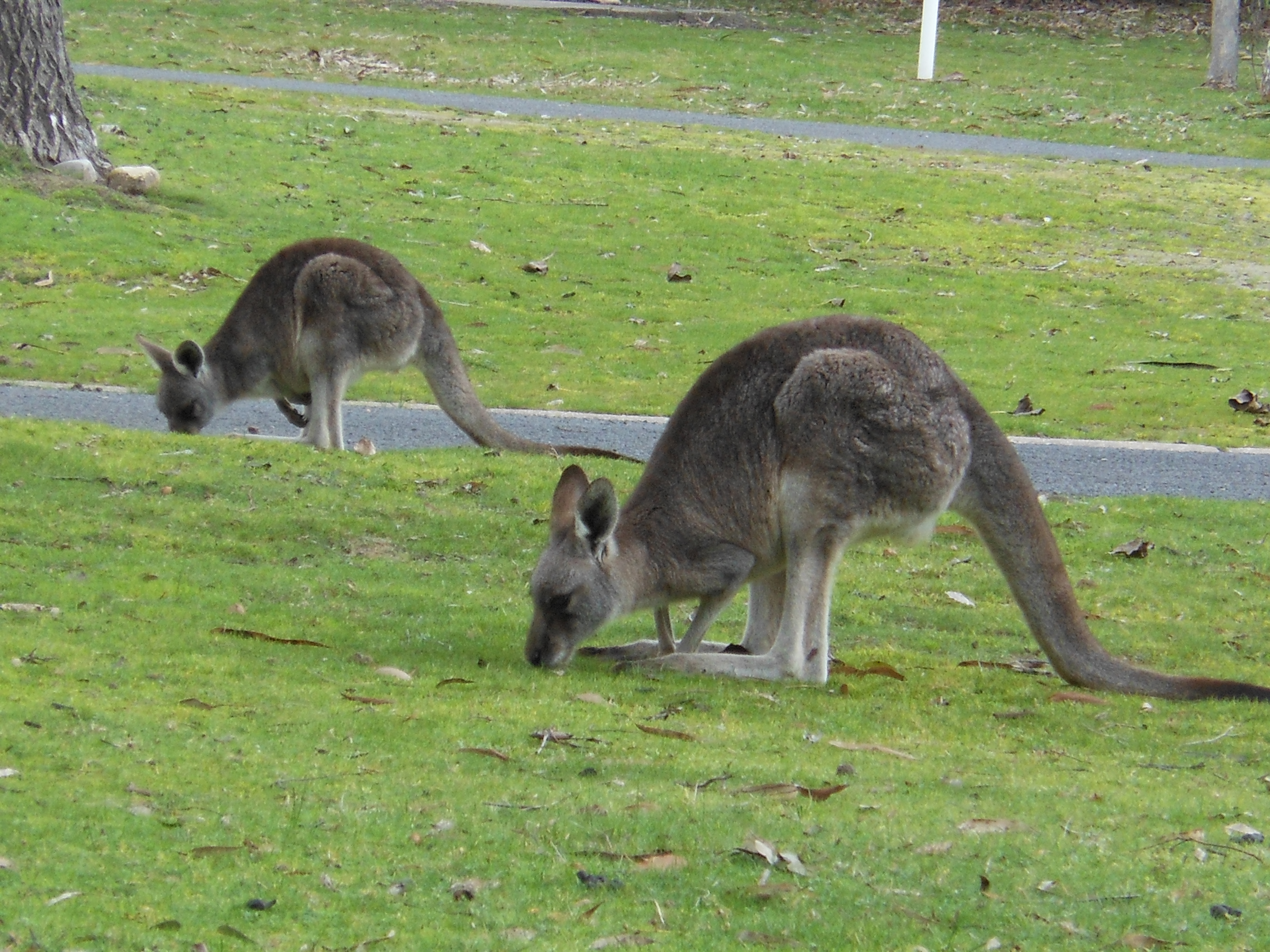 Wildlife in halls gap